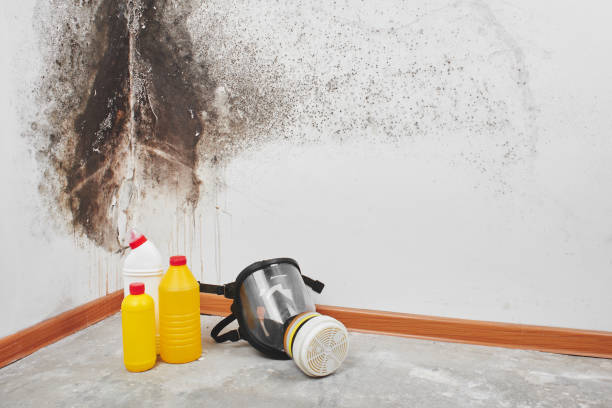 Trusted Worcester, MA Mold Removal Experts