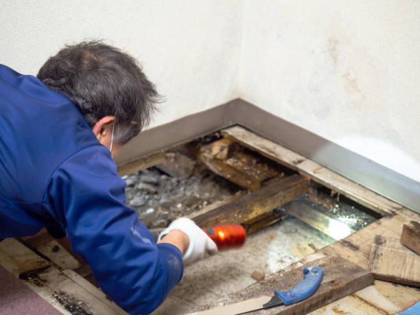 Mold Testing and Removal in Worcester, MA