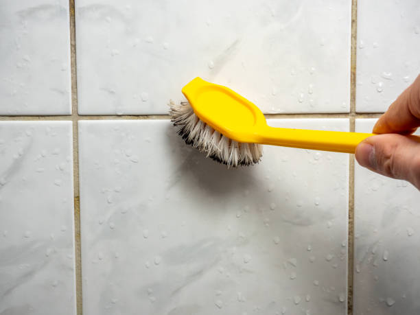 Best Best Mold Removal Companies  in Worcester, MA