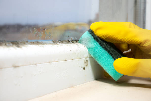 Best Black Mold Removal  in Worcester, MA