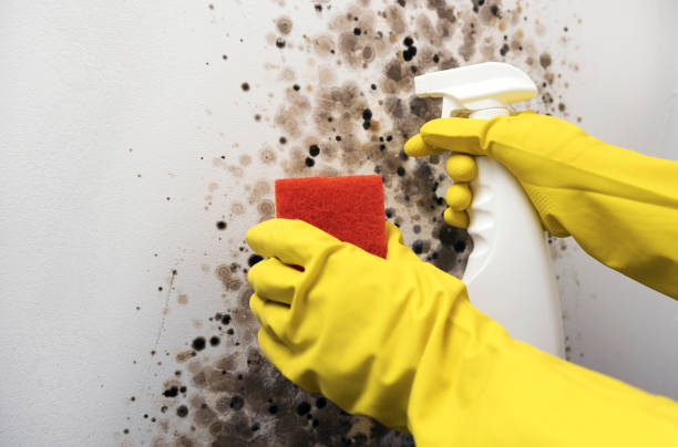 Best Certified Mold Removal  in Worcester, MA