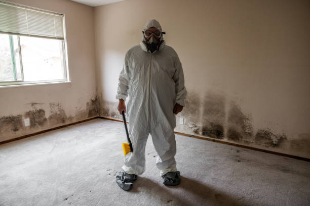 Best Mold Removal Company Near Me  in Worcester, MA