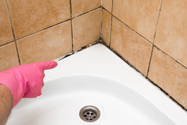 Best Mold Removal Near Me  in Worcester, MA